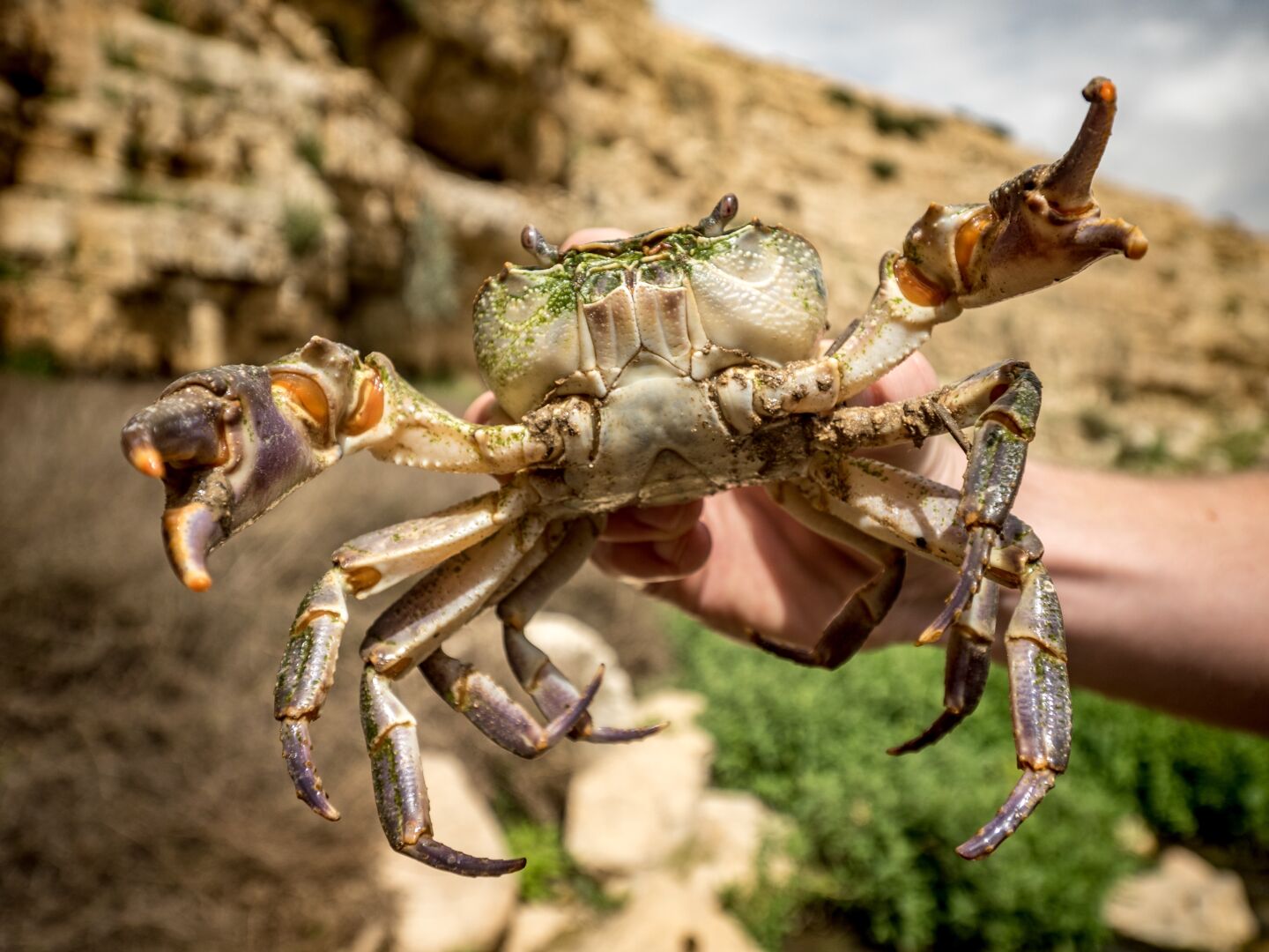 Found a big #crab in #Israel
Image metadata: 14mm | 1/400s @ f4, ISO 100