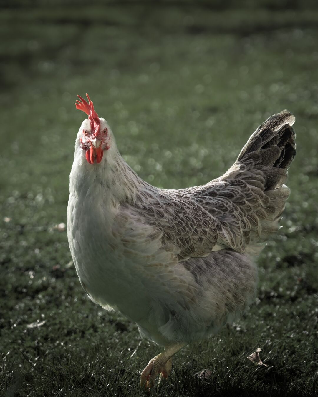 Oi, what are you looking at?! #Chicken #SilentSunday - Photo taken in Apr 2023
📷: Sony ILCE-7M4, FE 24-105mm F4 G OSS | 105mm | 1/500s @ f4, ISO 100