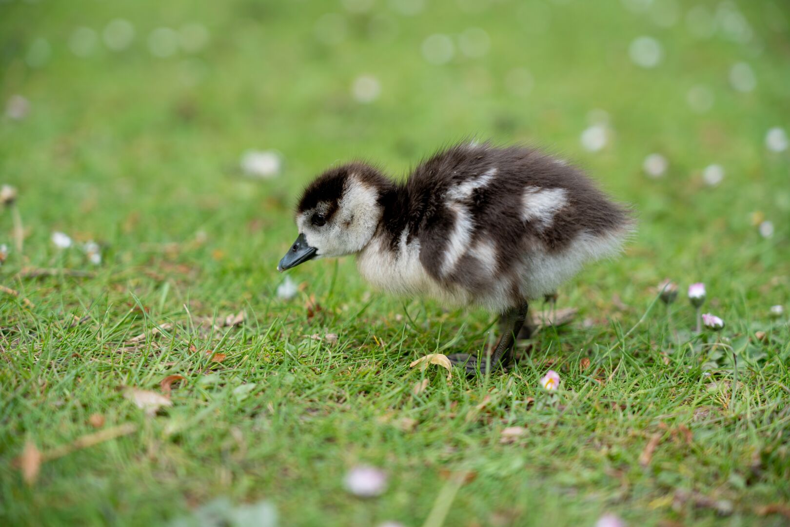 A small goose hatchling on the grass