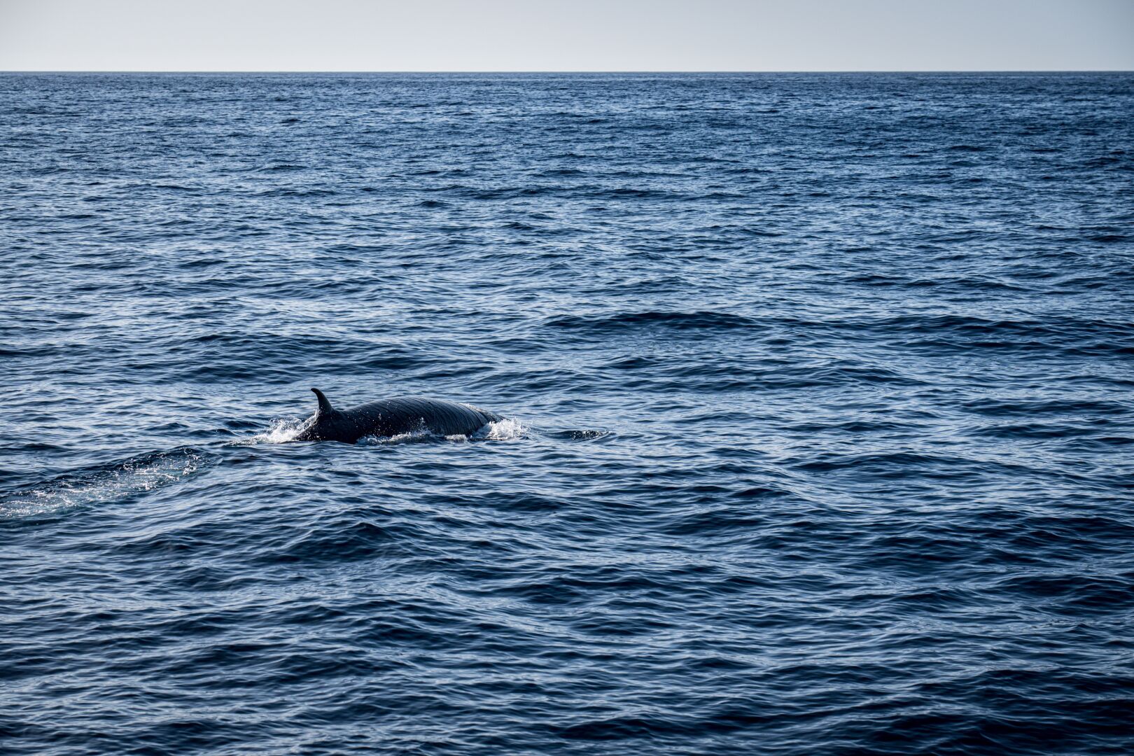 #WhaleWatching at Gran Canaria - Photo taken in Nov 2022
📷: Sony ILCE-7M4, FE 24-105mm F4 G OSS | 105mm | 1/1000s @ f5.6, ISO 125