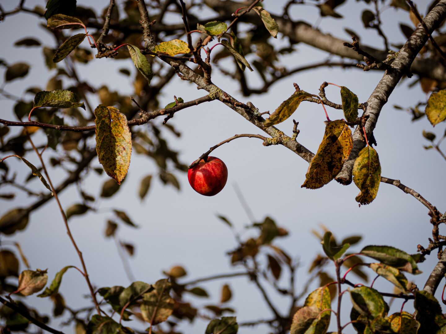 A red apple is hanging on an otherwise empty tree, together with a few already brown leaves