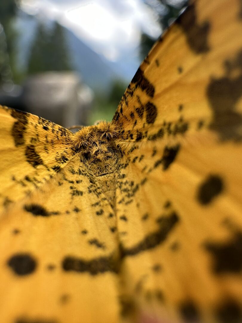 A macro show of a yellow butterfly with black dots from the perspective of its back