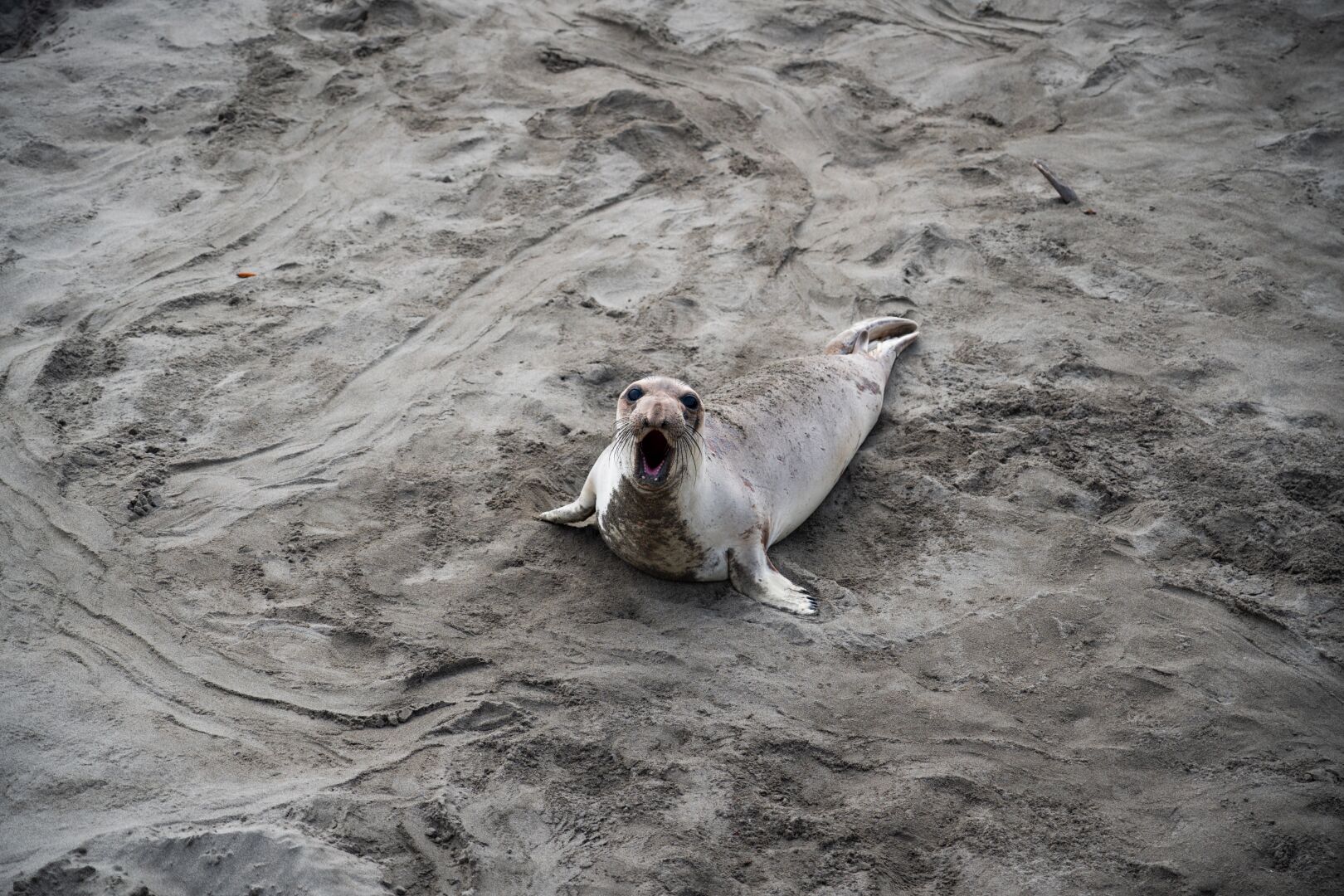 A seal sitting on the beach shouting at the camera