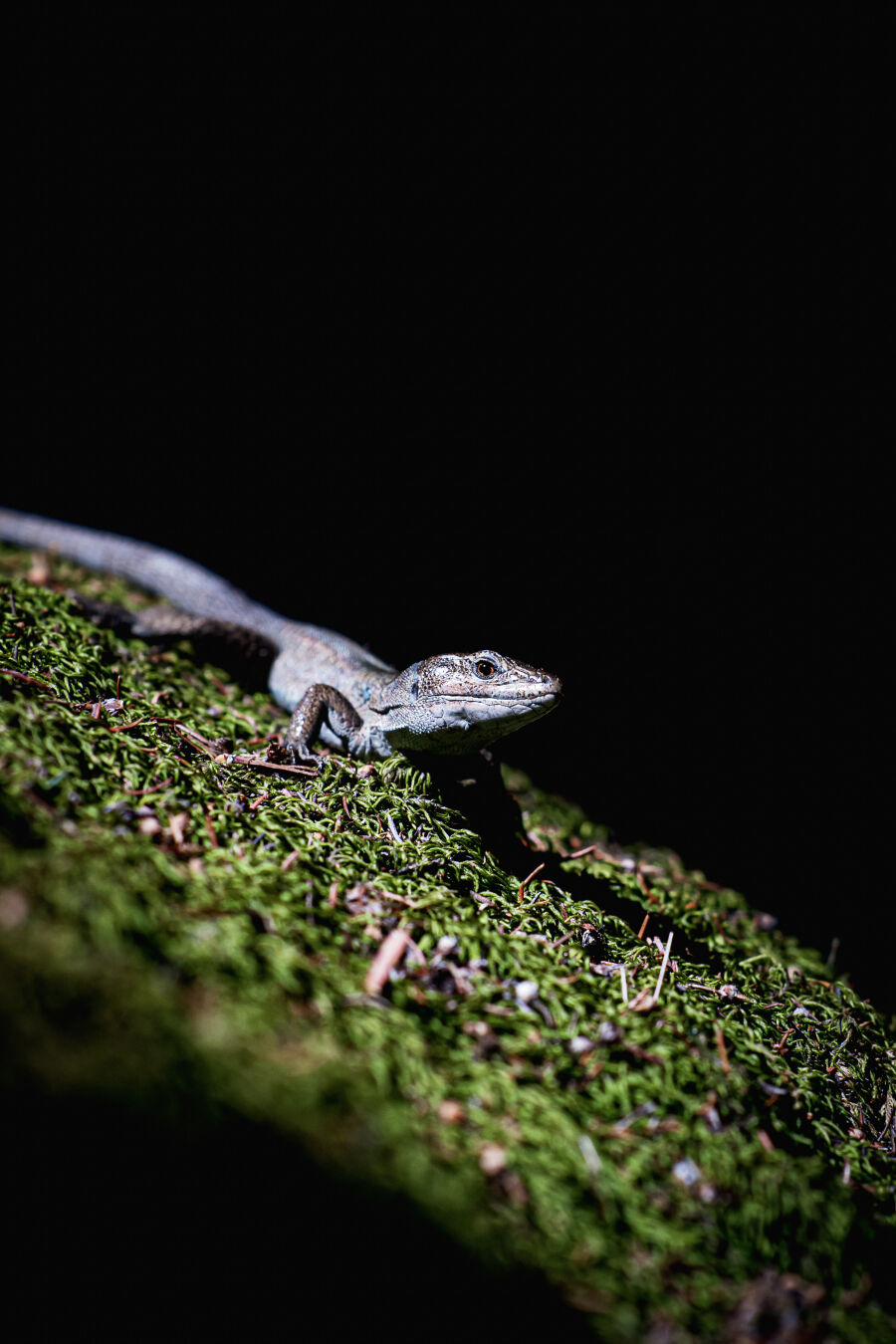 A small lizard on a rock covered in moss