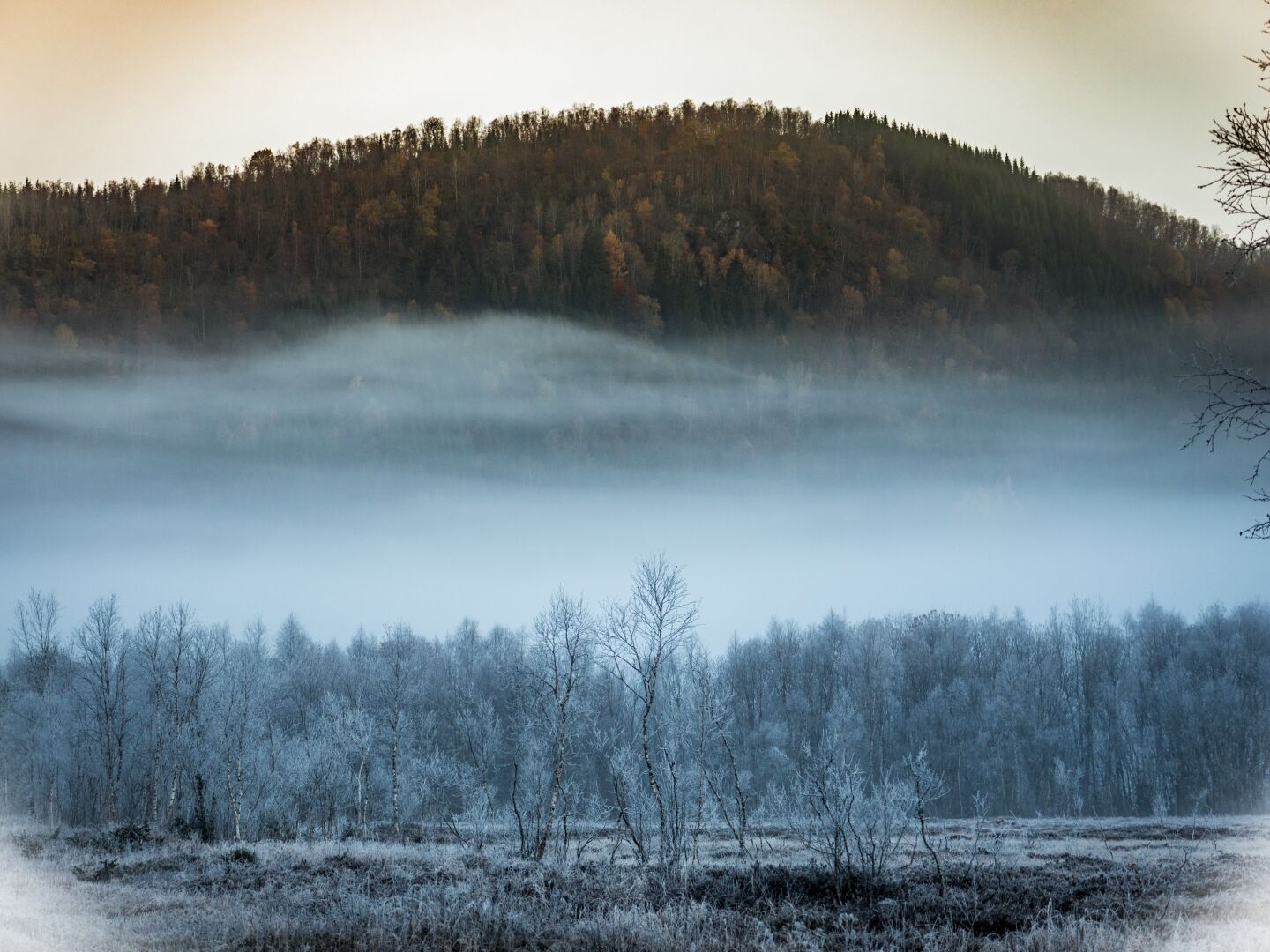 A forest going up a hill, separated by a fog layer. The top part is brown in fall colours, the bottom part blue and frozen