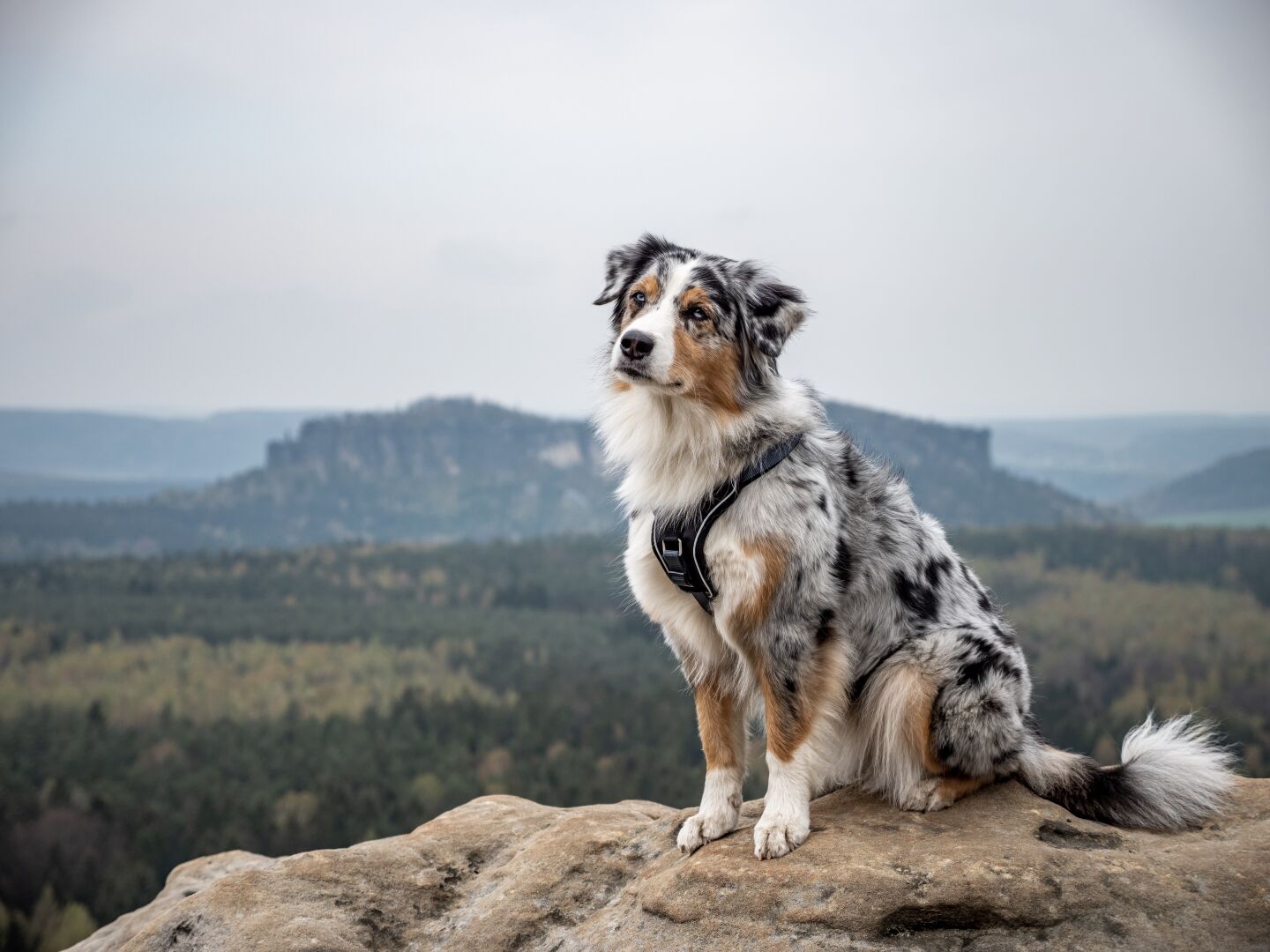 A dog sitting on a rock with landscape in the background