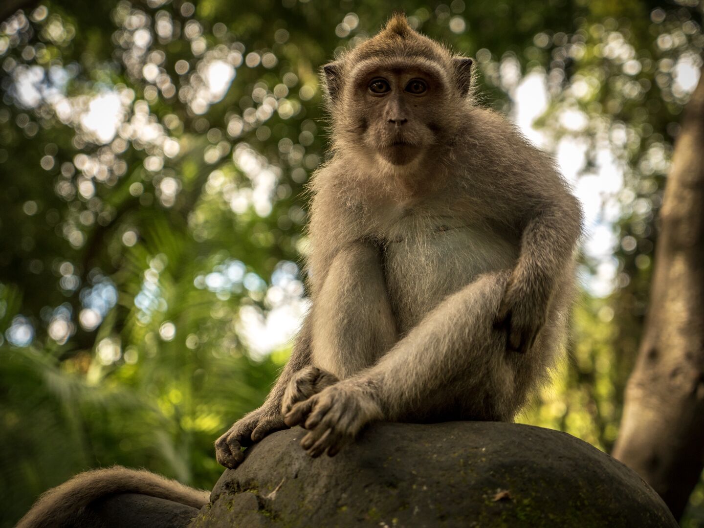 A monkey sitting on a branch looking directly into the camera