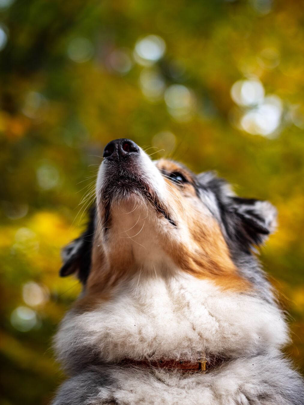 Getting ready for #winter with some fluff
Image metadata: 45mm | 1/40s @ f1.8, ISO 100
