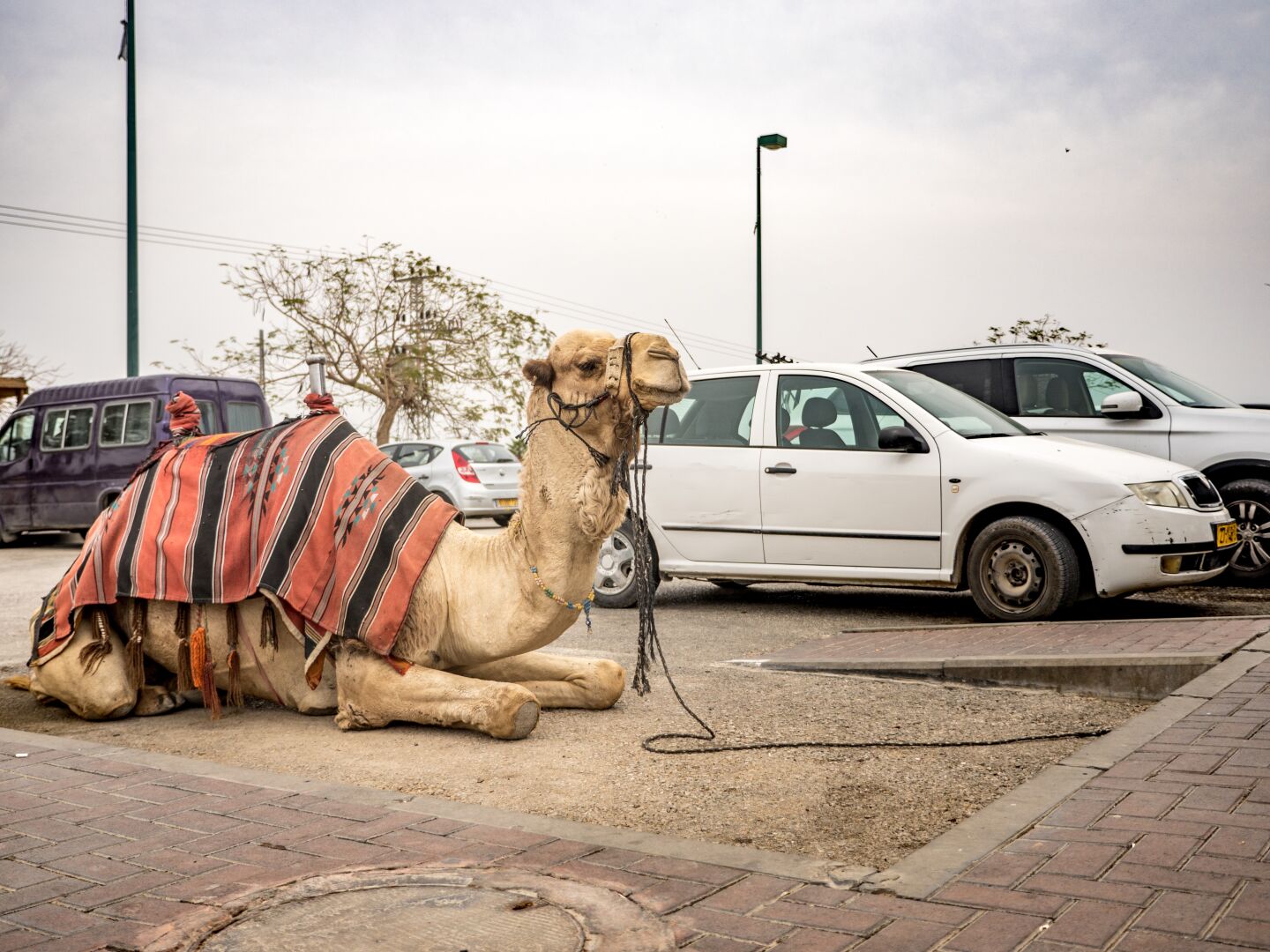 A camel sitting on a parking spot next to other cars, with a saddle ready to be ridden back home
