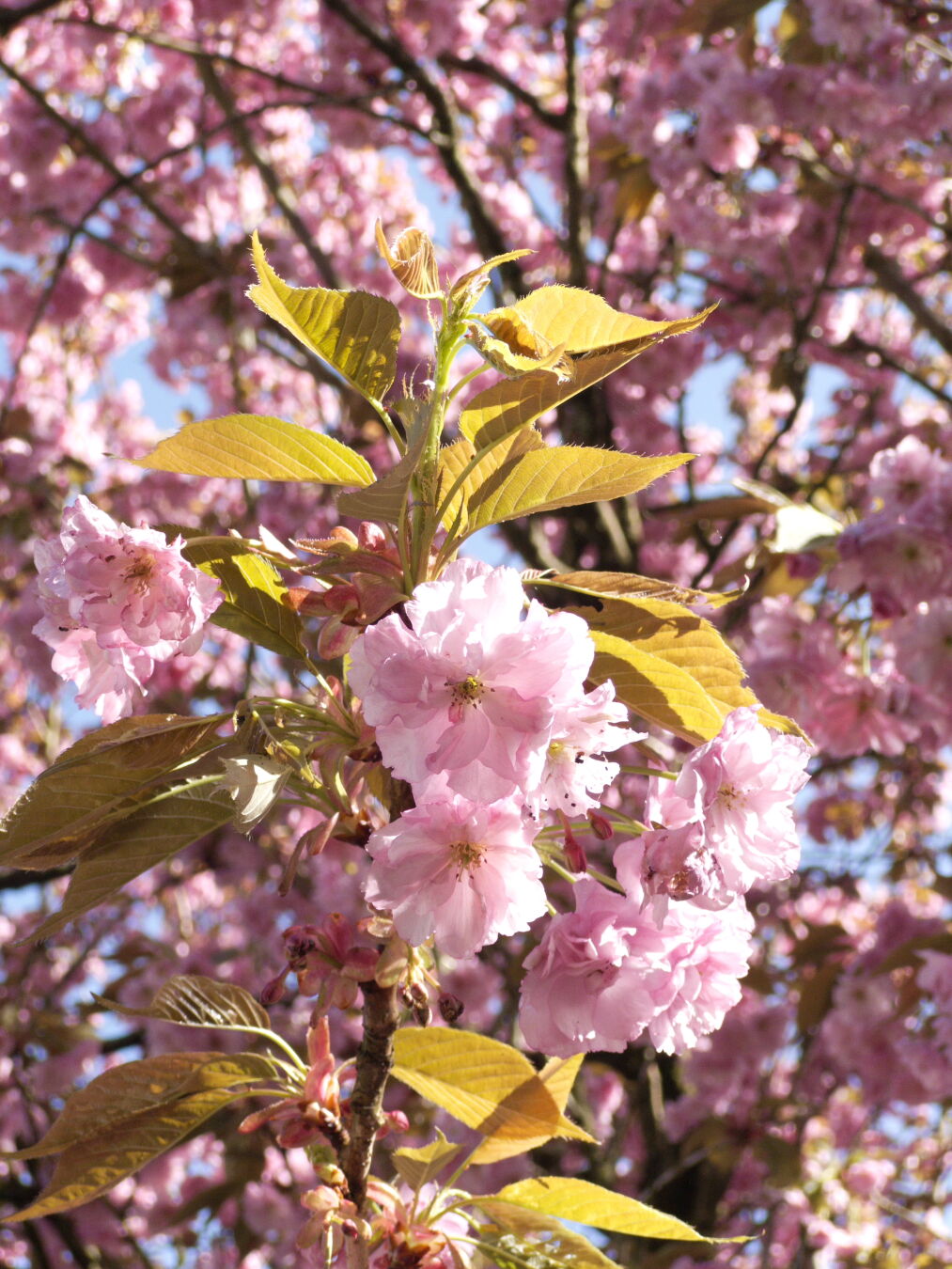 Pink flowers on a tree