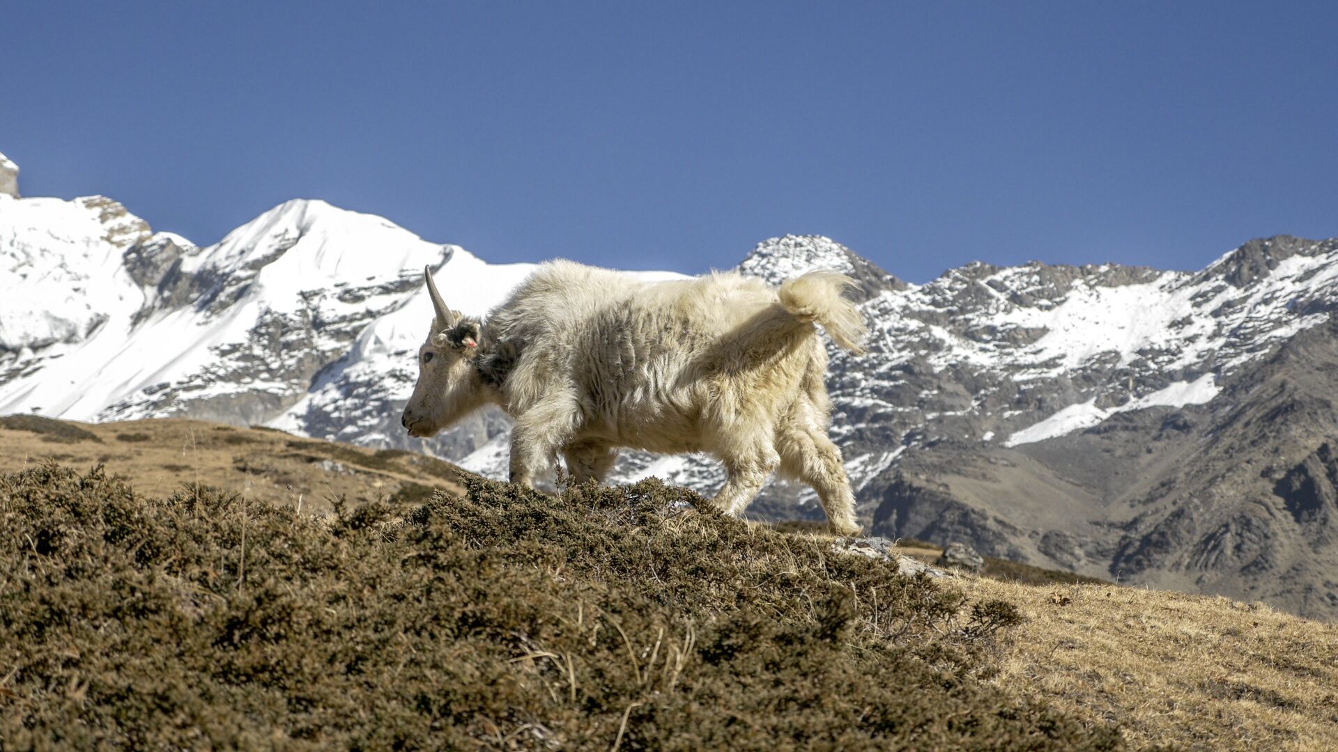 A yak with white fur walking up a hill with snow covered mountains in the background