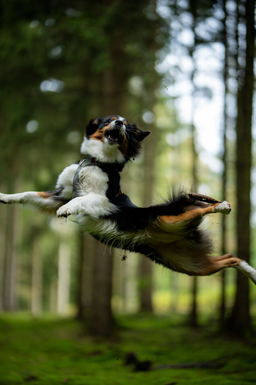 A dog jumps in the air with all his legs spread apart and turns mid air to catch something thrown above him